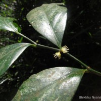 Suregada lanceolata (Willd.) Kuntze